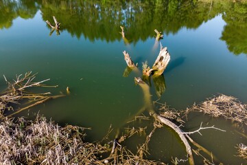 Sunlit water body with submerged and partially visible dead tree stumps and branches, reflecting a lush green forest backdrop