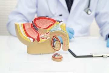 Male reproductive system, Asian doctor holding human anatomy model for study diagnosis and treatment in hospital.