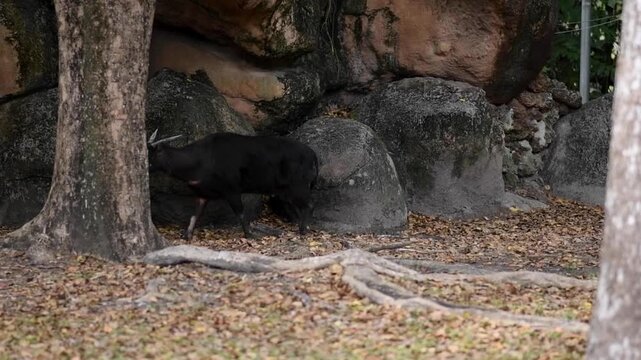 Cinematic close up video of anoa walking through rocky habitat at Bali Safari Marine Park in Gianyar Bali Indonesia. Endangered dwarf buffalo moves calmly among stones and dry leaves.