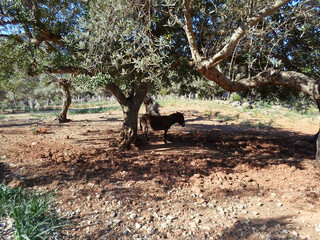 Burro balear, asno mallorqu&iacute;n a la sombra en finca r&uacute;stica con olivos de Son Marroig, Dei&agrave;, Mallorca, Islas Baleares. Ruta de senderismo a Sa Foradada, campi&ntilde;a mallorquina, paisaje mediterr&aacute;neo.
