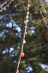 もみの木のイルミネーション