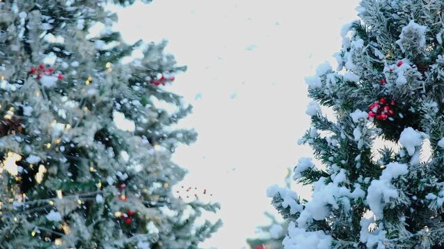This beautiful festival video features snow-covered pine trees adorned with golden lights and tiny red berries, along with warm bokeh tones, creating a cozy holiday atmosphere. Perfect for Christmas c