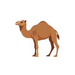 A detailed illustration of a dromedary camel standing in a neutral pose