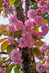 Beautiful pink cherry blossoms in spring. Sirius. Krasnodar Krai. Russia