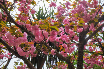 Beautiful pink cherry blossoms in spring. Sirius. Krasnodar Krai. Russia