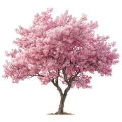 Obraz premium High resolution photograph of blooming cherry blossom tree isolated on transparent background