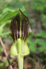 Jack-in-the-pulpit with exposed spathe at Camp Ground Road Woods in Des Plaines, Illinois