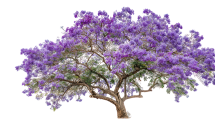 Jacaranda tree branch with clusters of violet flowers isolated on transparent background