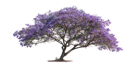 Jacaranda tree branch with clusters of violet flowers isolated on transparent background