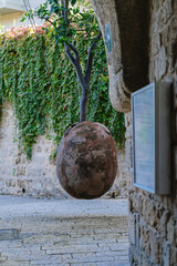 Famous suspended orange tree in a large clay pot hanging on chains in the stone alley of Old Jaffa. Creative urban gardening and modern art installation in the historic district.