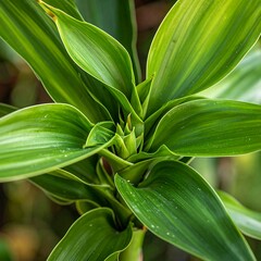 Overhead close-up of vibrant green plant leaves spiraling from a central point, showcasing detailed textures & natural growth