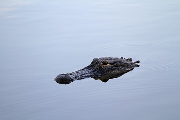 American Alligator Head Facing Left in Water Horizontal Wildlife Scene