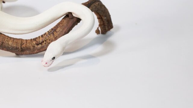 Albino White Snake Slowly Crawling Along Curved Branch