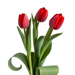 Fototapeta premium Three vibrant red tulips with green leaves standing elegantly