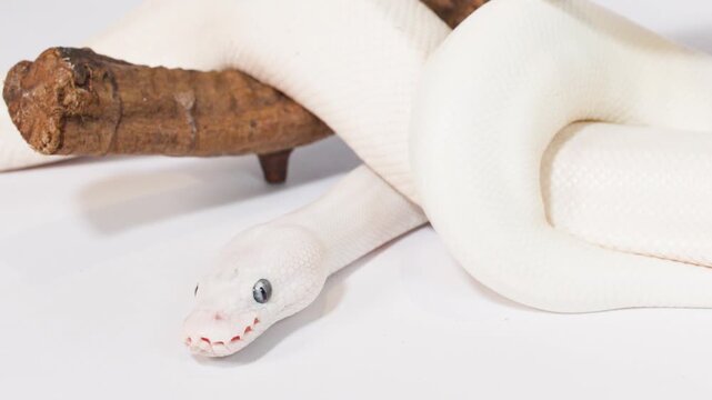 White Albino Snake Slithering Over Wooden Branch Perch