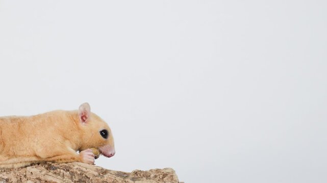 Sugar glider eating mealworm on rock in studio