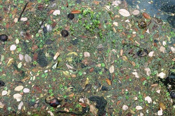 Plants waste pollution in a river