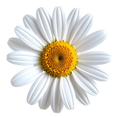 Detailed close-up of a daisy flower with white petals and yellow center