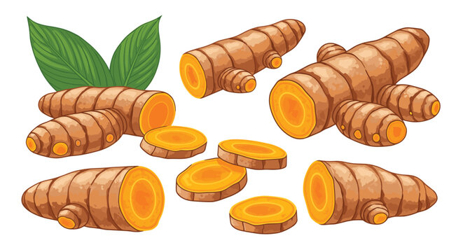 Set of fresh turmeric roots, shown whole, sliced, and in pieces, revealing the bright orange interior of this healthy spice.