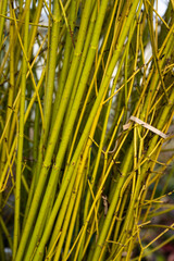 Bundles of yellow twigs for sale as holiday decoration, pattern and texture nature background
