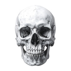 Fototapeta premium A realistic, frontal view of a human skull against a black background
