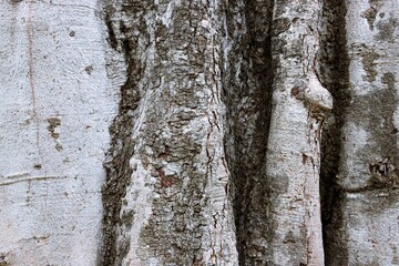 Cracked large tree trunk bark texture background