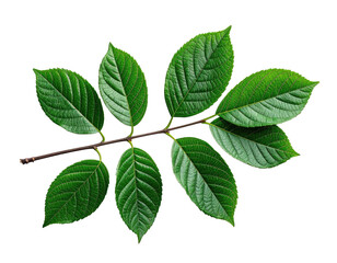Naklejka premium A sprig of glossy, green leaves radiating from a brown stem, isolated