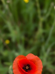 Fototapeta premium Vibrant poppy blooms with soft-focus verdant foliage, nature backdrop