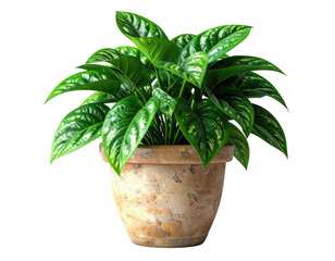 Lush green leafy houseplant in a mottled terracotta pot