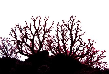 Intricate silhouettes of diverse coral species against a bright background,  design,  underwater