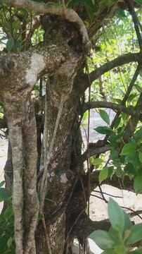 Lush Green Scenery Of Nature