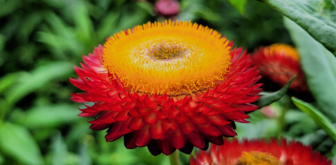 Straw flower or everlasting daisy