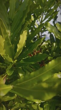 Lush Green Scenery Of Nature