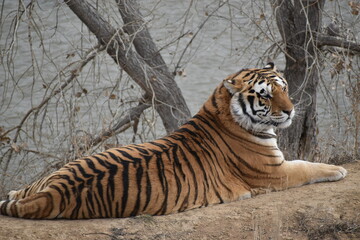 Resting tiger by the water 