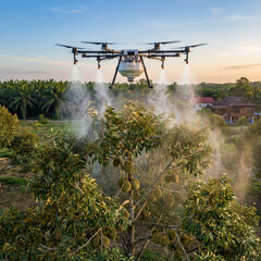 agriculture drone spraying in durian farm © Zixian