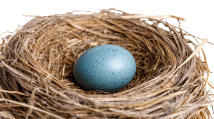 A single speckled blue bird egg rests securely in a meticulously woven twig nest, perfect for concepts of nature, new beginnings, and protection for wildlife preservation.