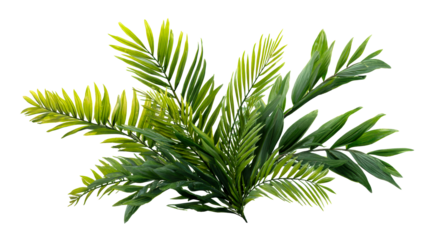 Lush tropical palm fronds display vibrant green hues and varying leaf shapes, perfect for natural and exotic themes in graphic design and marketing projects.