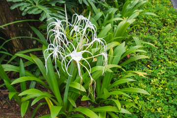 White flowers of Hymenocallis speciosa or spider lily