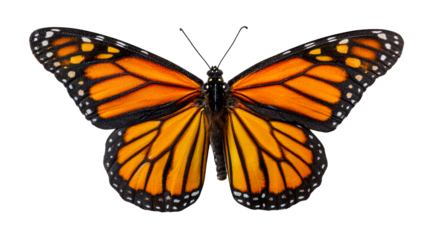Monarch butterfly specimen top down view exhibiting vibrant orange wings with black veins and white spots ideal for nature education and conservation campaigns