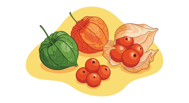 A detailed and colorful illustration of physalis fruit, also known as groundcherries, showing different stages from husk to berry.