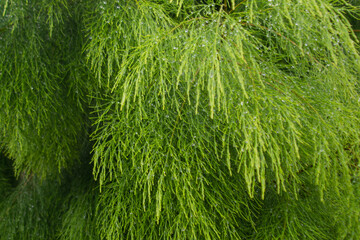 Leaf surface of the acacia lime tree. Gymnostoma sumatranum. Abstract background