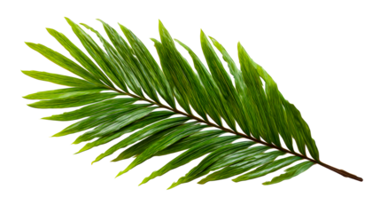 Green palm frond with pointed leaves extending from a central stem, perfect for tropical themes and naturalistic presentations.