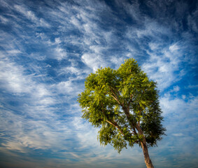 Jacaranda tree with dramatic cirrus clouds against a blue sky