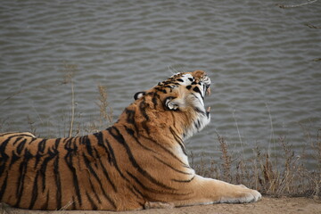 Yawning tiger by the water © Tonya Hance