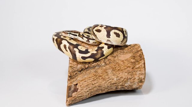 Ball Python Resting Coiled on Wooden Log in Studio