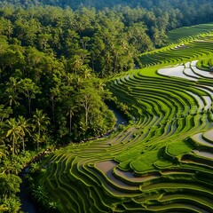 Lush green rice terraces in a tropical landscape, seen from above.