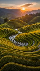 Golden rice terraces bathed in the warm glow of sunset.