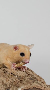 Sugar glider eating mealworm on bark in studio