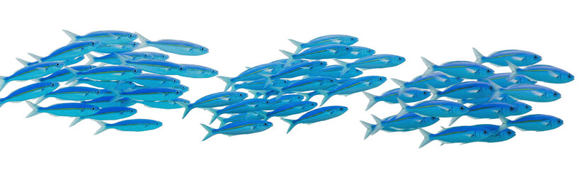 School of Blue Fish Swimming Together on White Background © laskhar