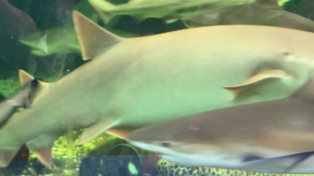 The group of sharks is swimming in the pond on the farm.